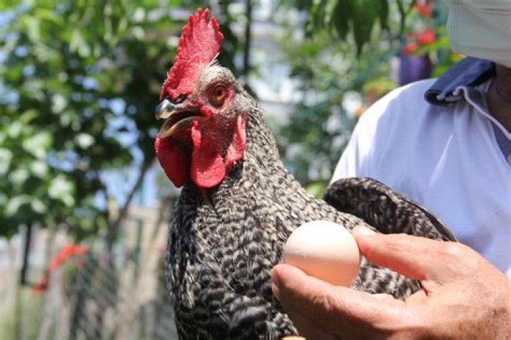 Can roosters lay eggs?