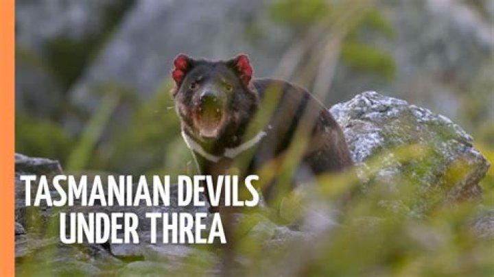 Can tasmanian devils kill humans?