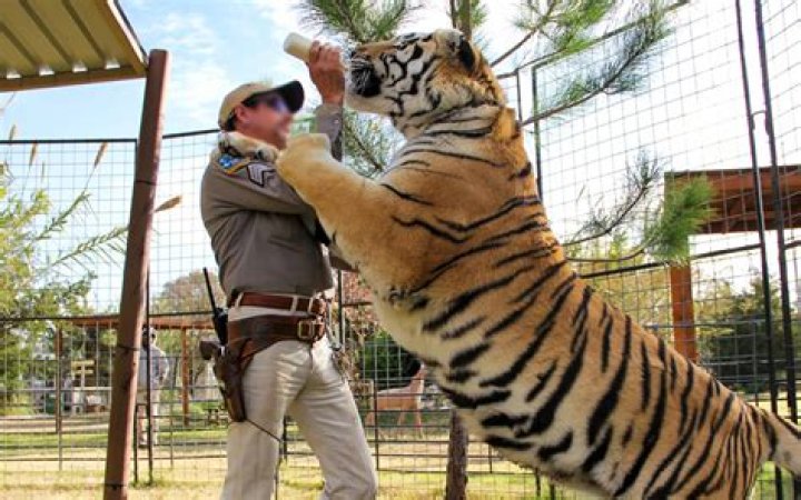 Can tigers be pets?