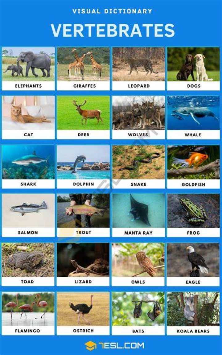 Can vertebrates have ears?