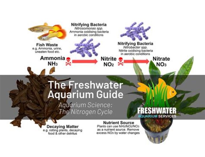 Can you add too much nitrifying bacteria?