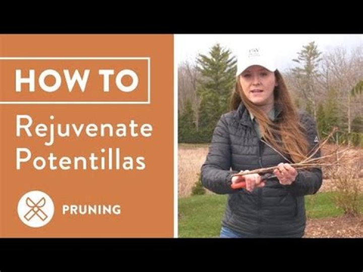 Can you divide potentilla?