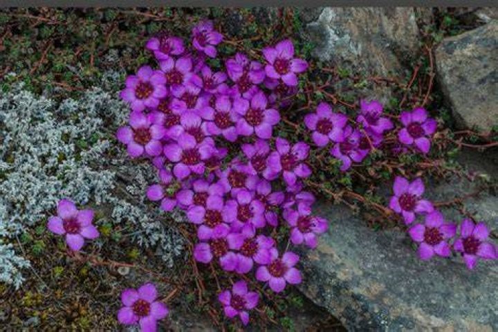 Can you divide saxifrage?