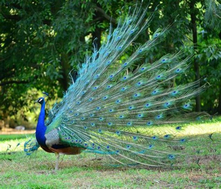 Can you feed peacocks?