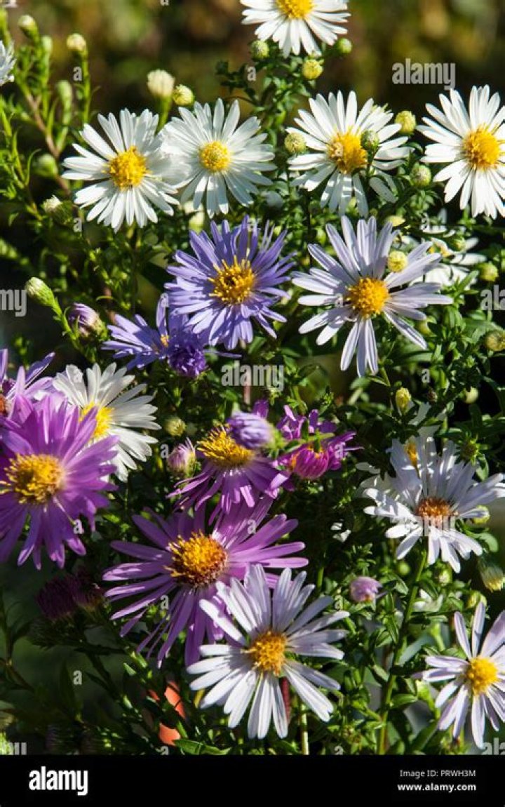 Can you move michaelmas daisies?