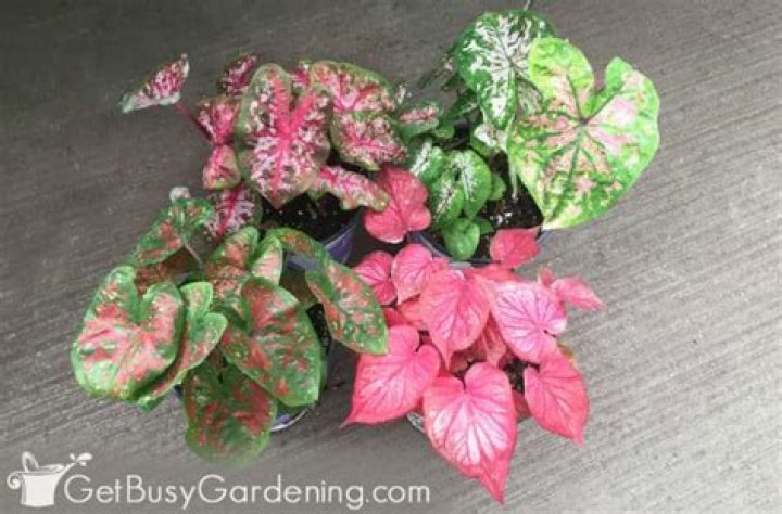 Can you overwinter caladiums?