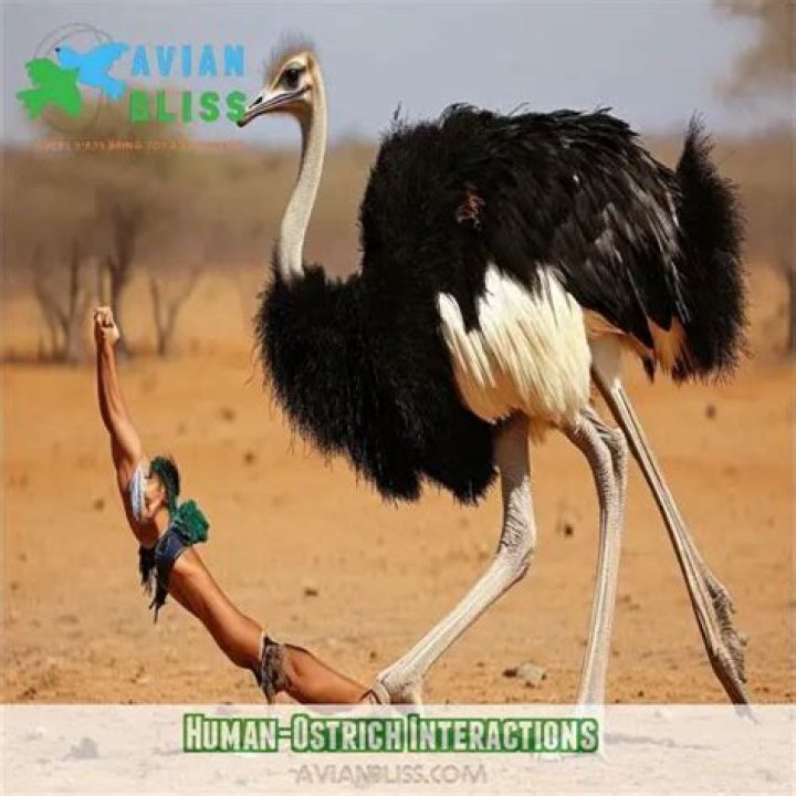 Could a human beat an ostrich?