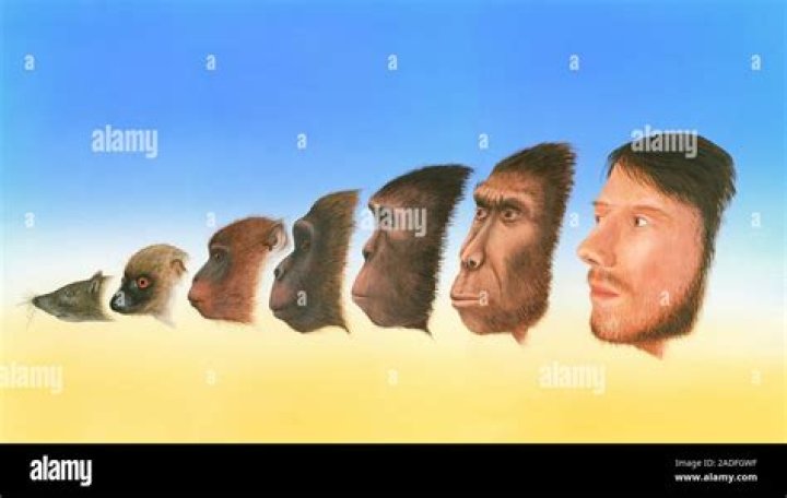 Did humans evolve from a shrew?