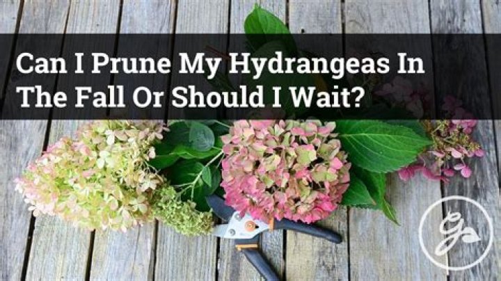 Did i prune my hydrangea too much?
