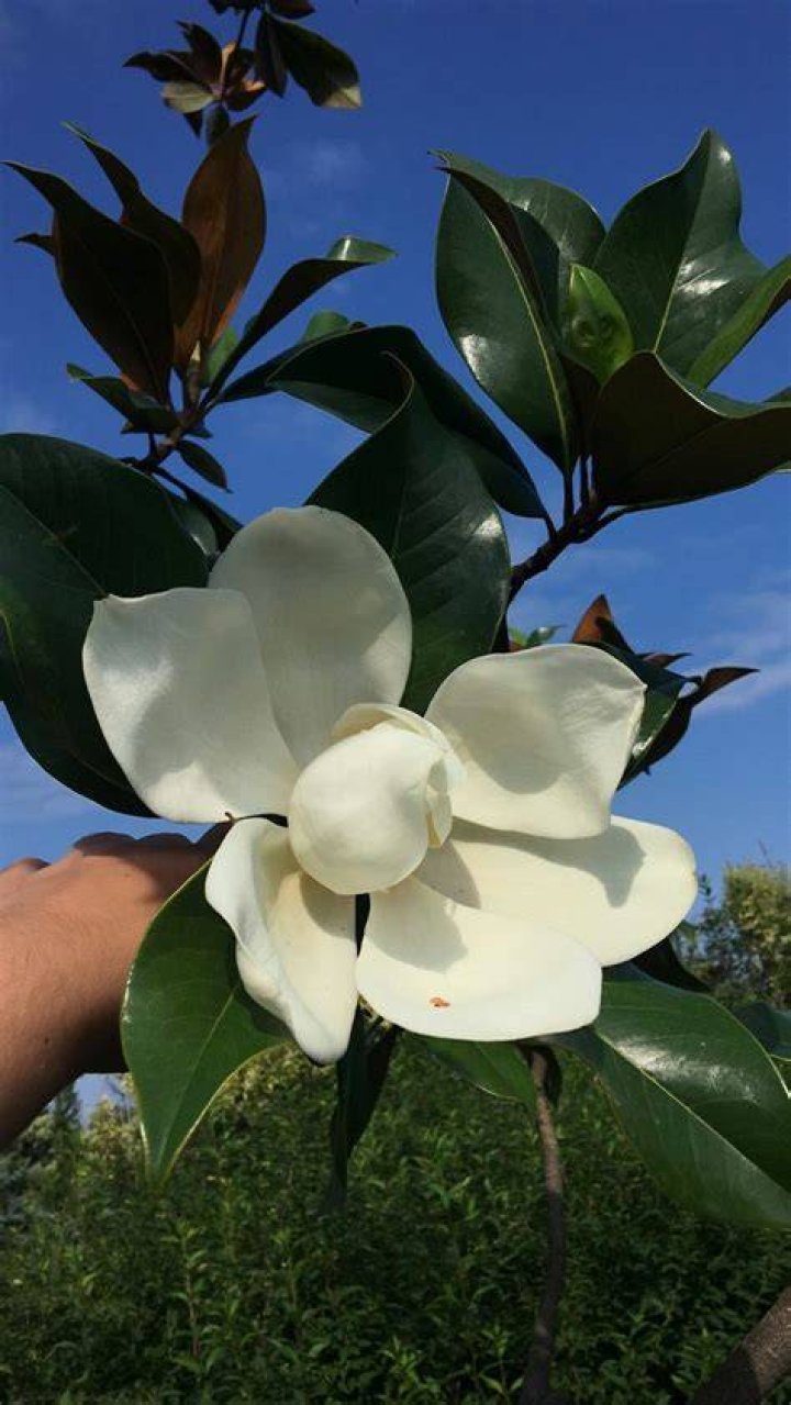 Did my oleander freeze?