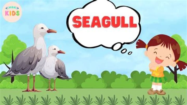 Did you know about seagulls?