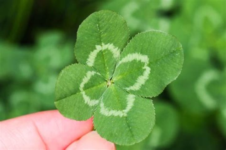 Do 4 leaf clovers actually exist?