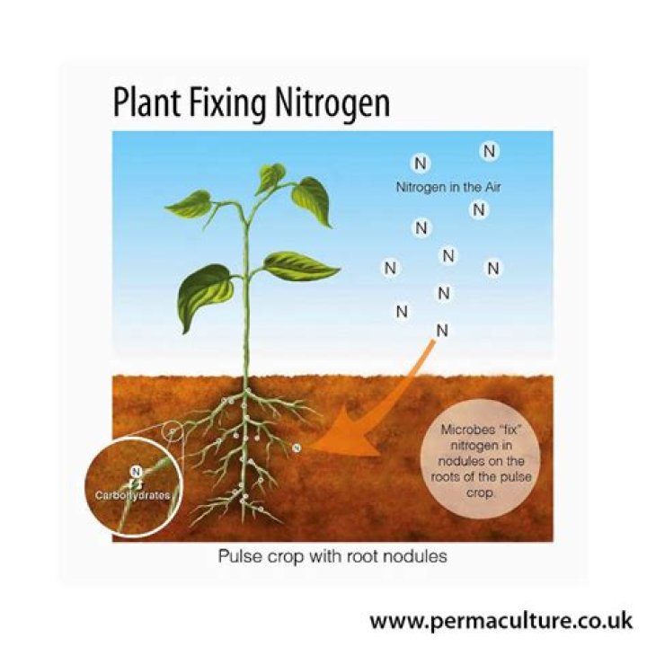 Do acacias fix nitrogen?