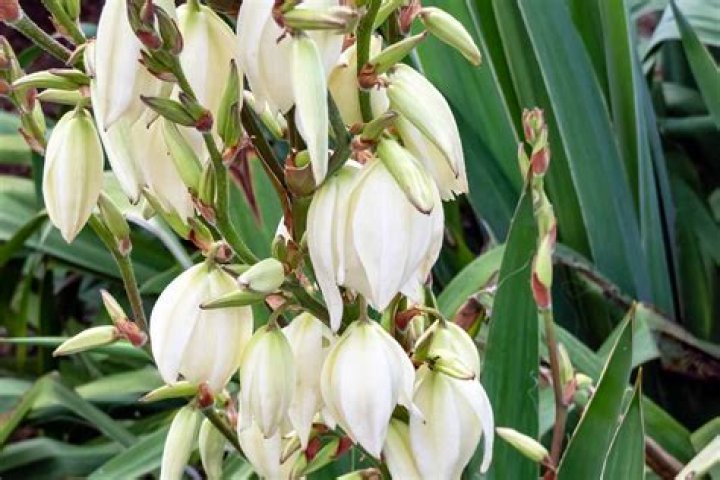 Do all yucca plants flower?