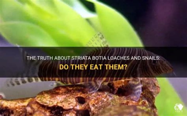 Do angelicus botia eat snails?