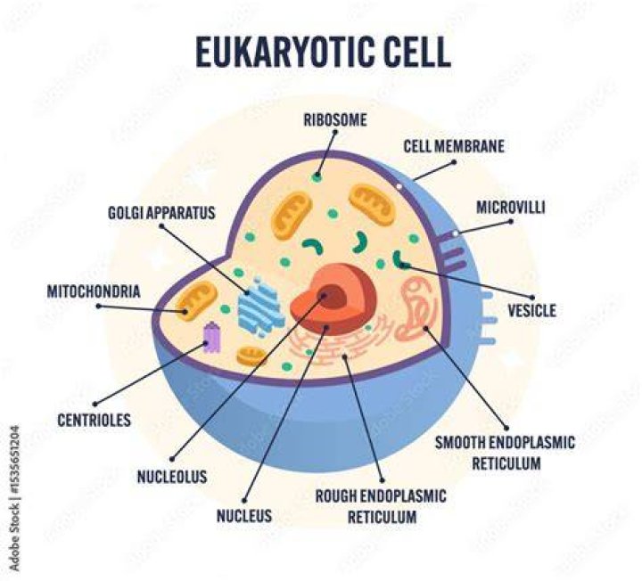 Do animals have eukaryotic cells?