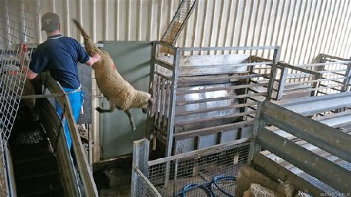 Do animals suffer when they are slaughtered?