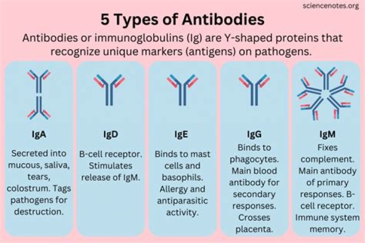 Do antibodies immobilize bacteria?