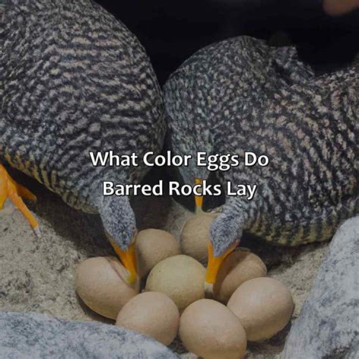 Do baryonyx lay eggs?