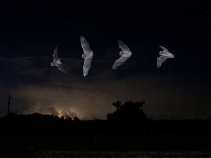 Do bats fly all night?