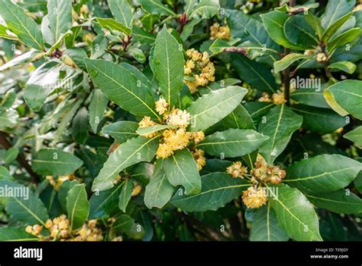 Do bay leaf trees flower?