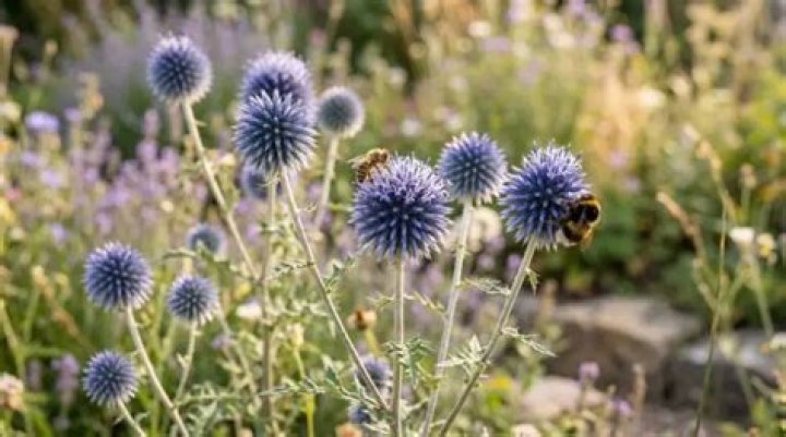 Do bees like globe thistle?