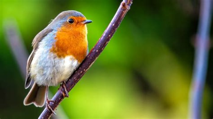 Do birds use roosting pockets?
