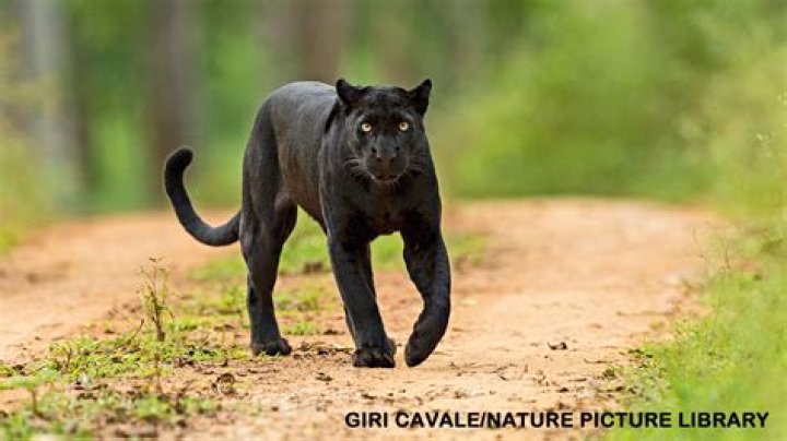 Do black panthers live in florida?