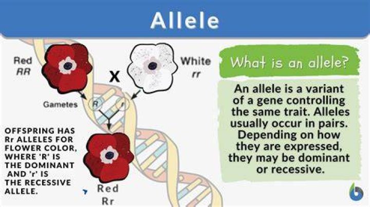 Do both alleles get transcribed?