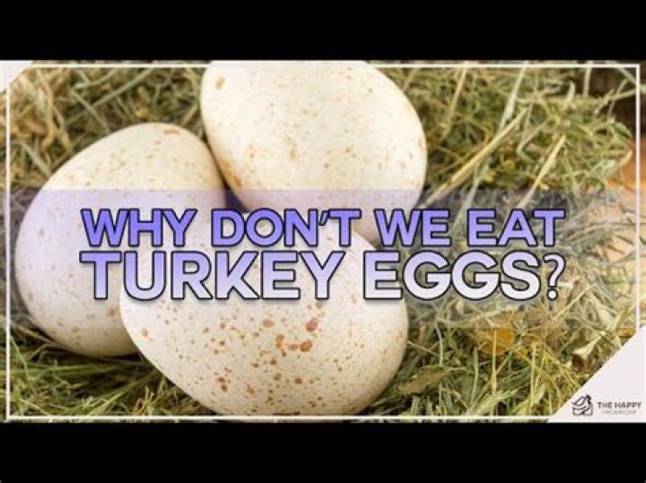 Do broad breasted turkeys lay eggs?
