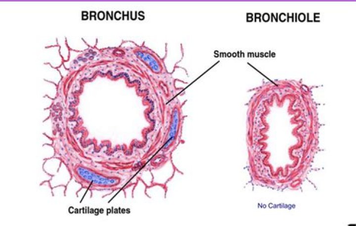 Do bronchioles have cartilage?