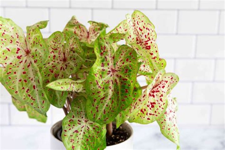 Do caladiums go dormant indoors?