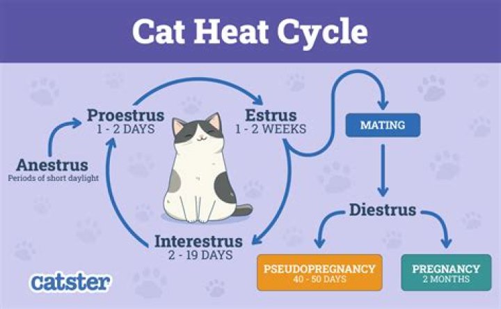 Do cats go through phases?