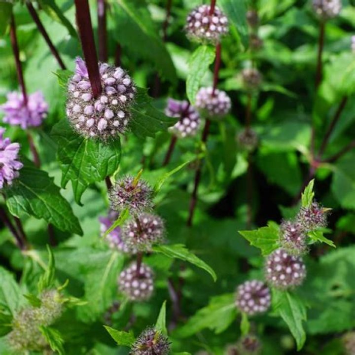 Do cats like corsican mint?