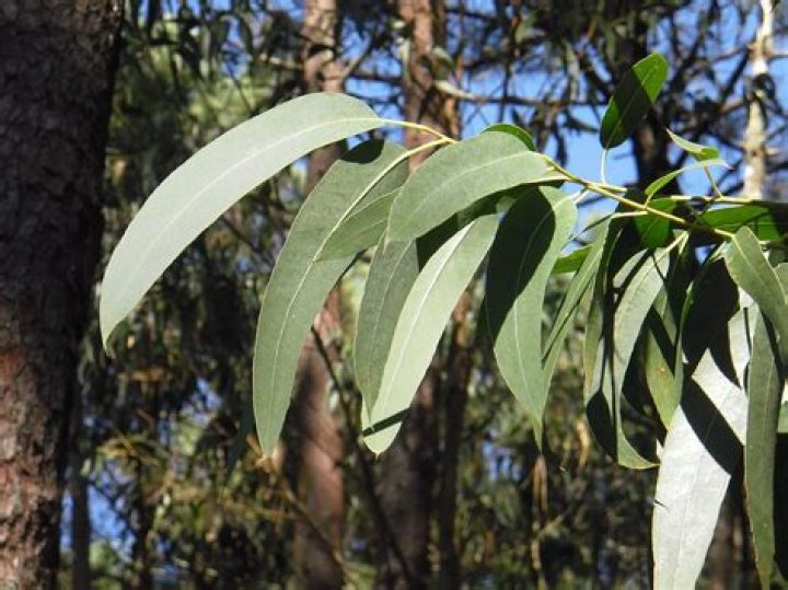 Do cats like eucalyptus scent?