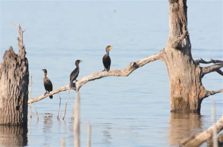 Do cormorants migrate in flocks?