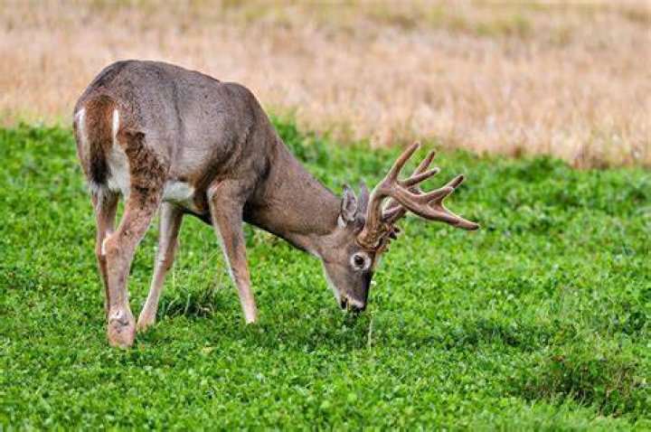 Do deer eat achillea?