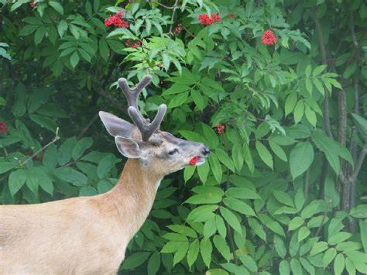 Do deer eat chinaberries?