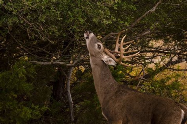 Do deer eat pennisetum?