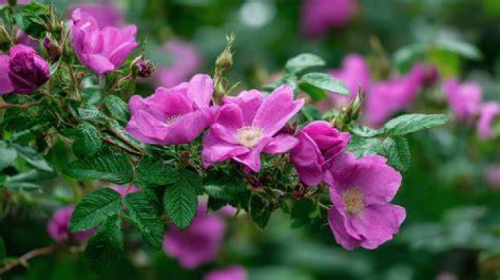 Do deer eat rose buds?