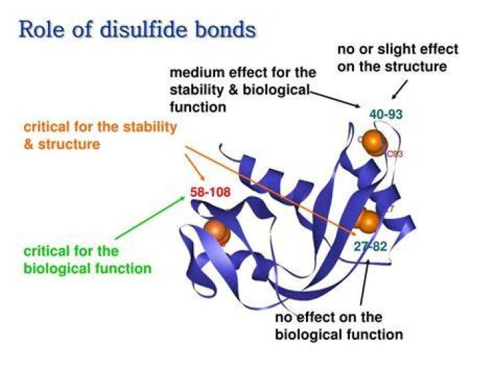 Do disulfide bonds stabilize proteins?