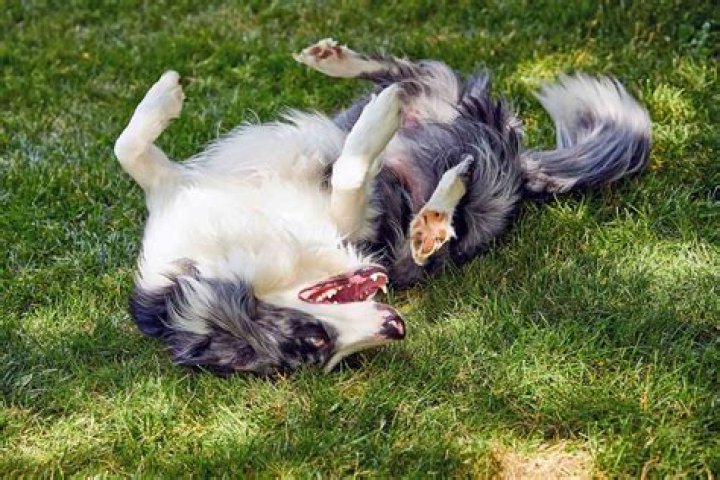 Do dogs get rigors?