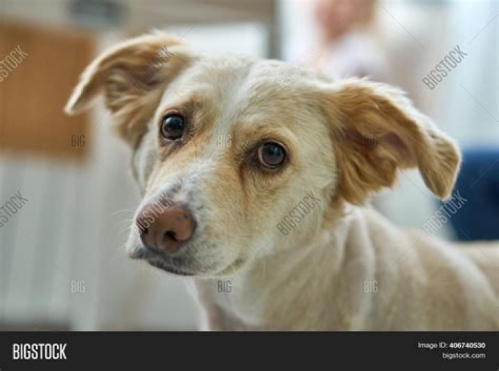 Do dogs have brown noses?