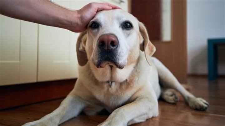 Do dogs shed when stressed?