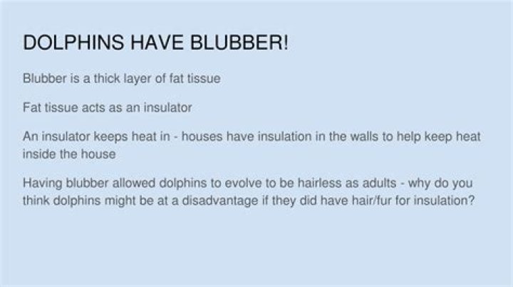 Do dolphins have blubber?