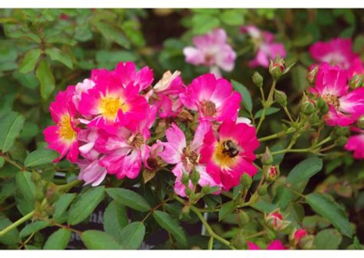 Do drift roses get rose rosette?