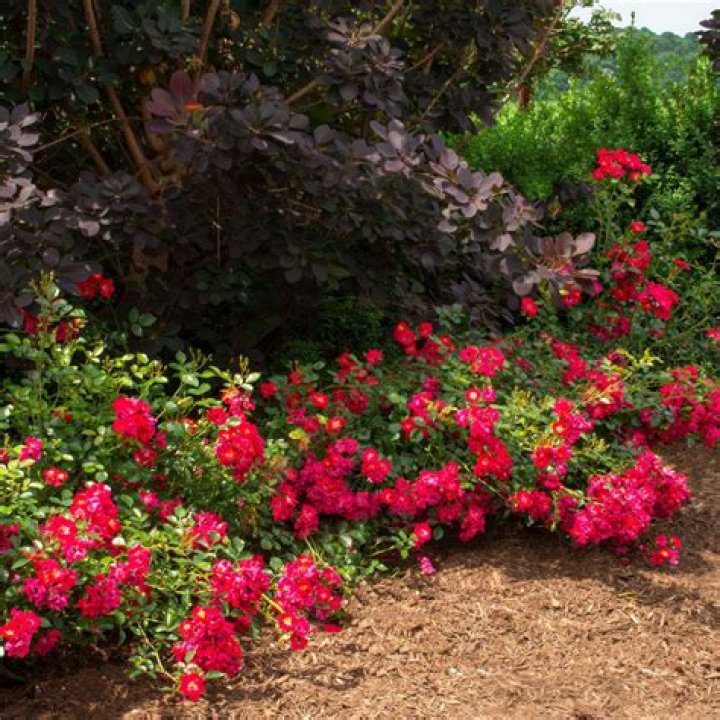 Do drift roses need full sun?