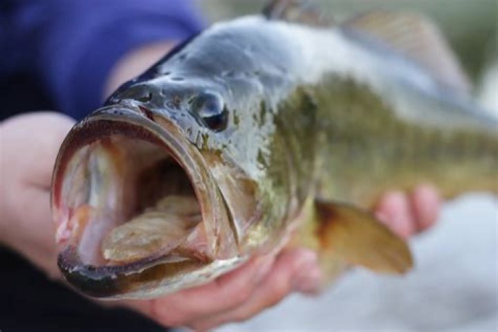 Do fish have tongues?