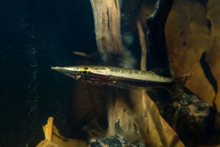 Do fish nurture their young?