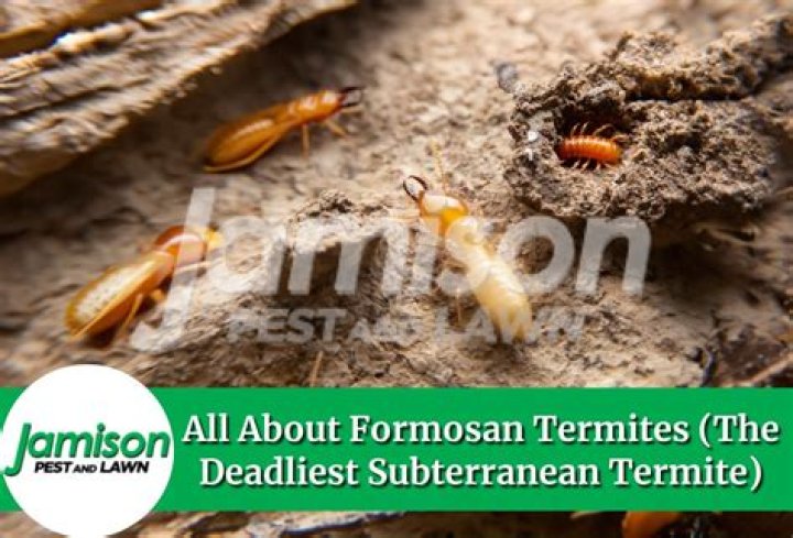 Do formosan termites bite?
